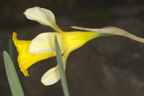 Narcissus bugei (Fern. Casas) Fern. Casas
