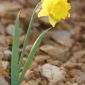 Narcissus bugei (Fern. Casas) Fern. Casas
