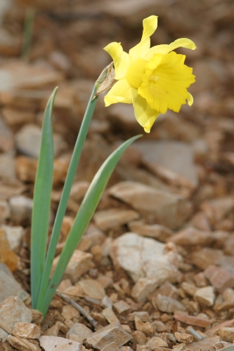 Narcissus bugei (Fern. Casas) Fern. Casas