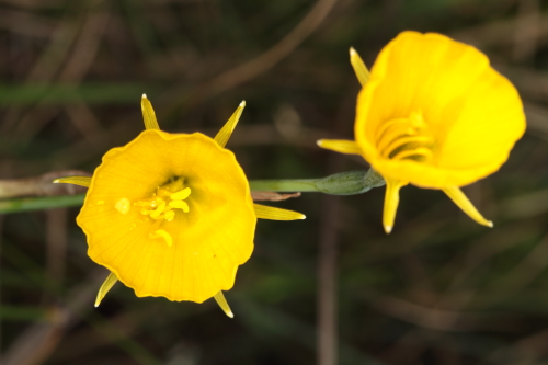 Narcissus bulbocodium L.