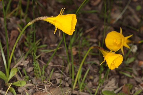 Narcissus bulbocodium L.