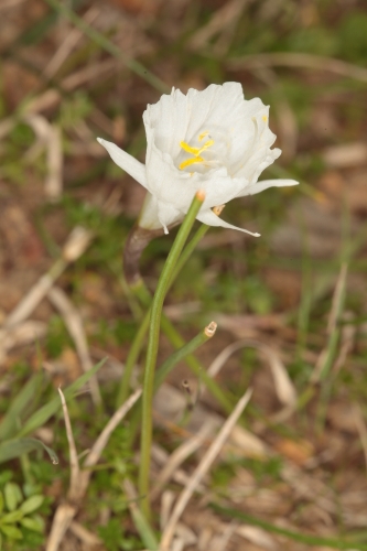 Narcissus cantabricus DC.