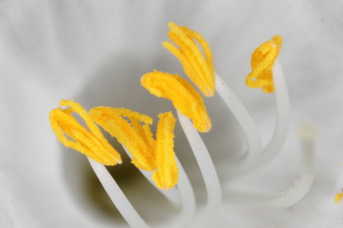 Narcissus cantabricus DC.