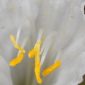 Narcissus cantabricus DC.