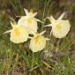 Narcissus cantabricus DC.