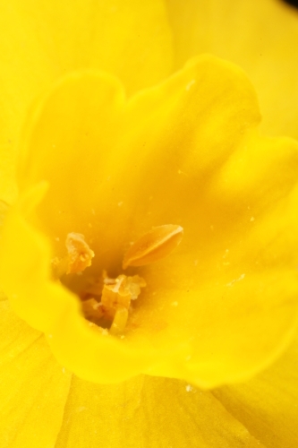 Narcissus cuatrecasasii Fern. Casas