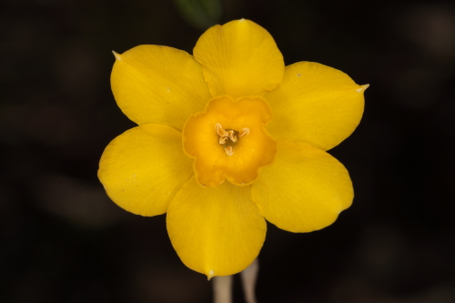 Narcissus cuatrecasasii Fern. Casas