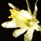 Narcissus hedraeanthus (Webb & Heldr.) Colmeiro