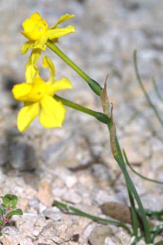 Narcissus jonquilla L.