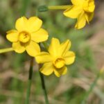 Narcissus jonquilla L.