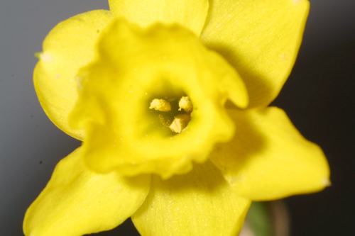 Narcissus jonquilla L.