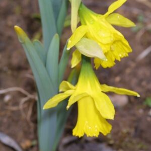 Narcissus longispathus Pugsley