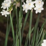 Narcissus papyraceus Ker-Gawl.