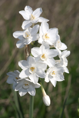 Narcissus papyraceus Ker-Gawl.