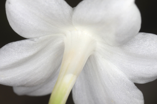Narcissus papyraceus Ker-Gawl.