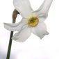 Narcissus poeticus L.