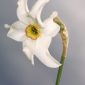Narcissus poeticus L.