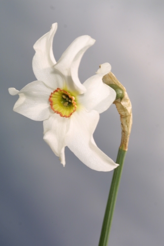 Narcissus poeticus L.