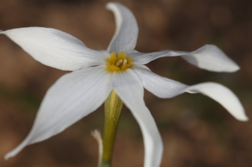Narcissus serotinus L.