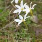Narcissus serotinus L.