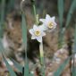 Narcissus tortifolius Fdez. Casas