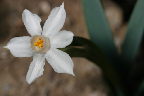 Narcissus tortifolius Fdez. Casas