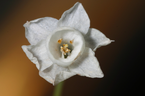 Narcissus tortifolius Fdez. Casas