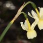 Narcissus triandrus subsp. pallidulus (Graells) Rivas Goday