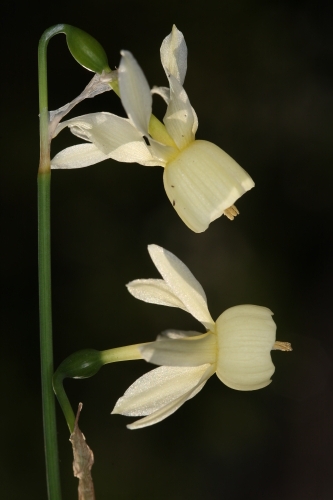 Narcissus triandrus subsp. pallidulus (Graells) Rivas Goday