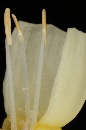 Narcissus triandrus subsp. pallidulus (Graells) Rivas Goday