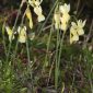 Narcissus triandrus subsp. pallidulus (Graells) Rivas Goday