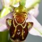 Ophrys apifera Huds.