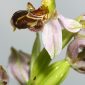 Ophrys apifera Huds.