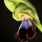Ophrys atlantica Munby