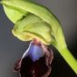 Ophrys atlantica Munby