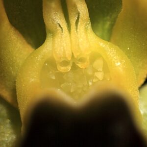 Ophrys atlantica Munby