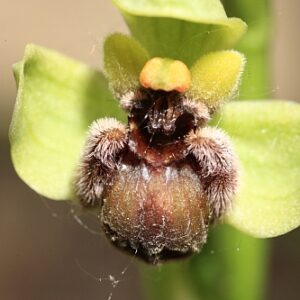 Ophrys bombiliflora Link