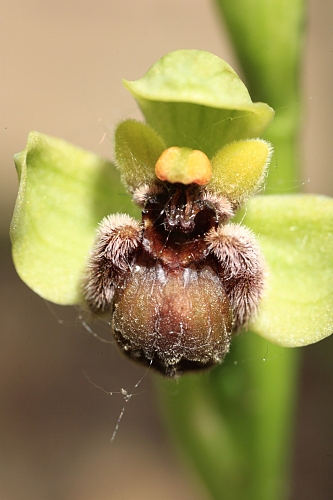Ophrys bombiliflora Link