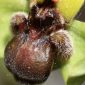 Ophrys bombiliflora Link