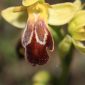 Ophrys dyris Maire