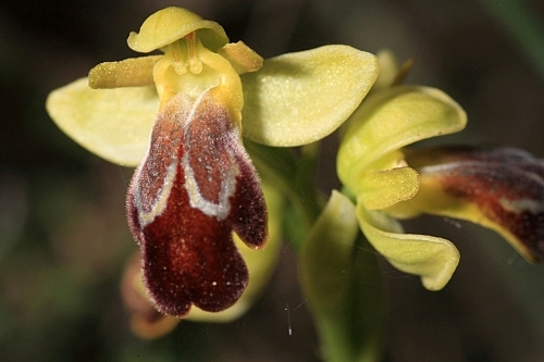 Ophrys dyris Maire