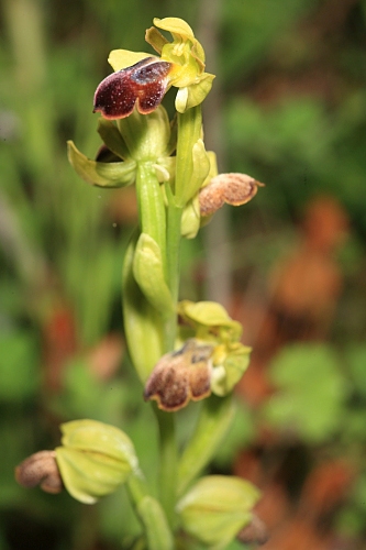 Ophrys fusca Link