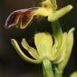 Ophrys fusca Link