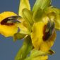 Ophrys lutea Cav.