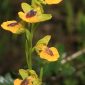 Ophrys lutea Cav.