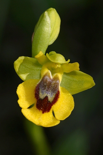 Ophrys lutea Cav.