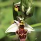 Ophrys scolopax Cav.