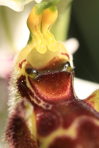 Ophrys scolopax Cav.