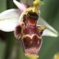 Ophrys scolopax Cav.
