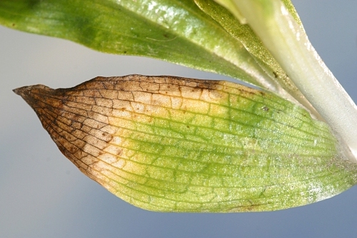 Ophrys speculum subsp. speculum Link